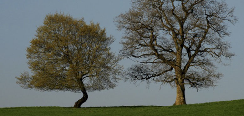 Arbre et conscience 5