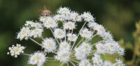 Biodynamie Florin chaos climatique