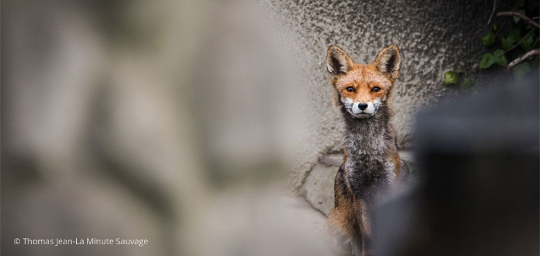 Formation Connexion Nature en Ville de Terre & Conscience