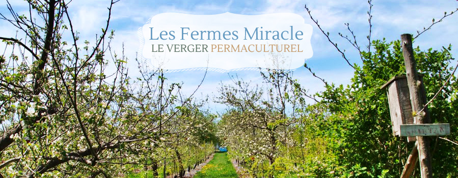 Les fermes miracle