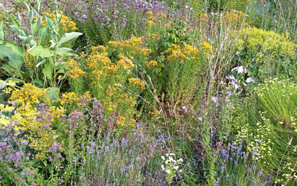 Se relier aux plantes avec Marie Fripiat à Eourres