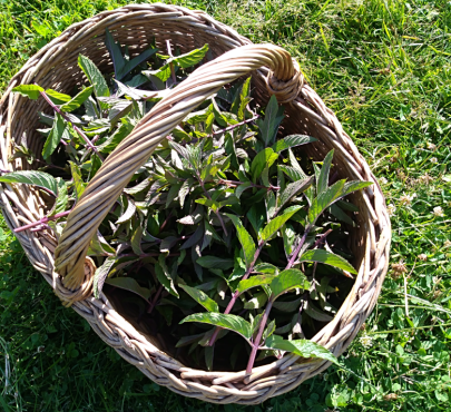 Se relier aux plantes avec Marie Fripiat à Eourres 2