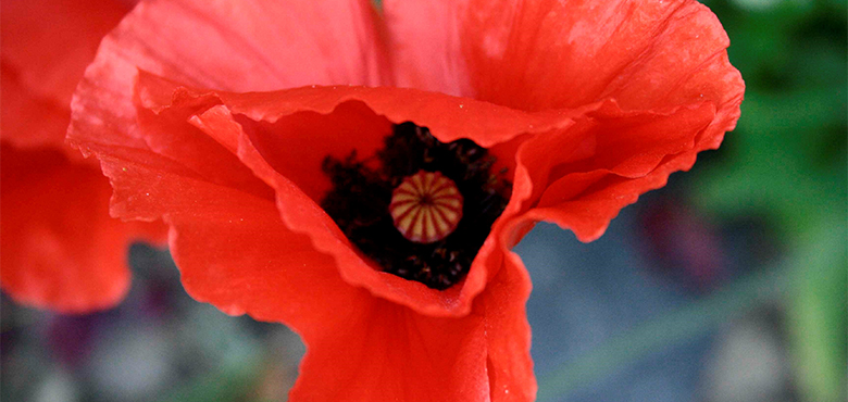 Se relier aux plantes coquelicot