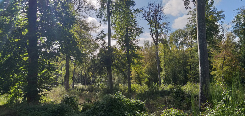 bains de forêt été