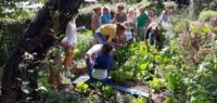 Mon potager au fil des saisons permaculture