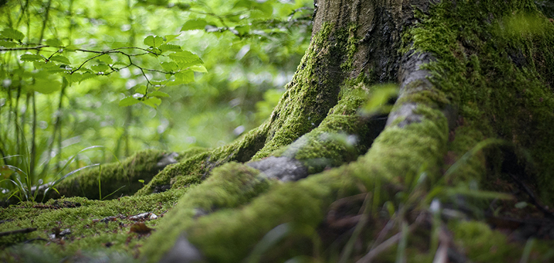 Immersion en nature pour vivre la forêt