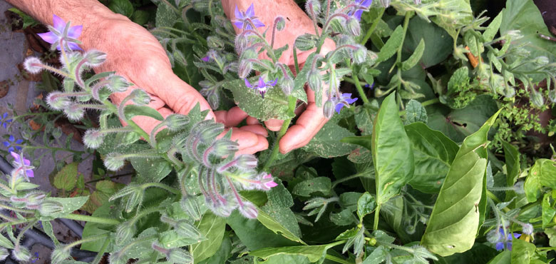 Formation Potager Permaculture Pleine Conscience