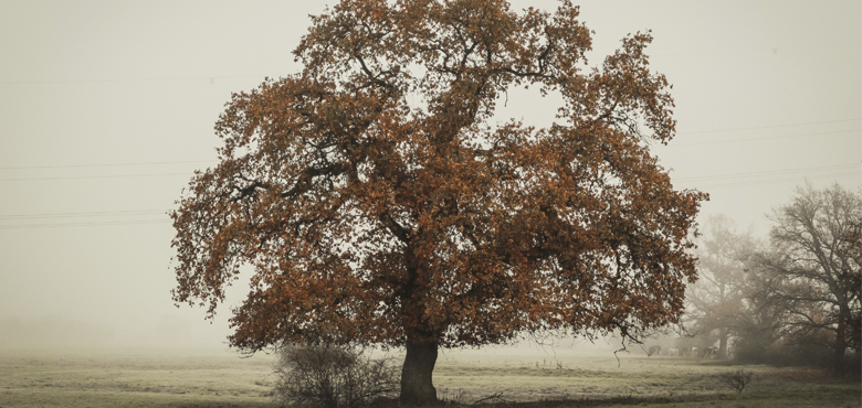 Lettres de Pascale d’Erm et de Ernst Zürcher, marraine et parrain du cycle « Autour de l’Arbre »